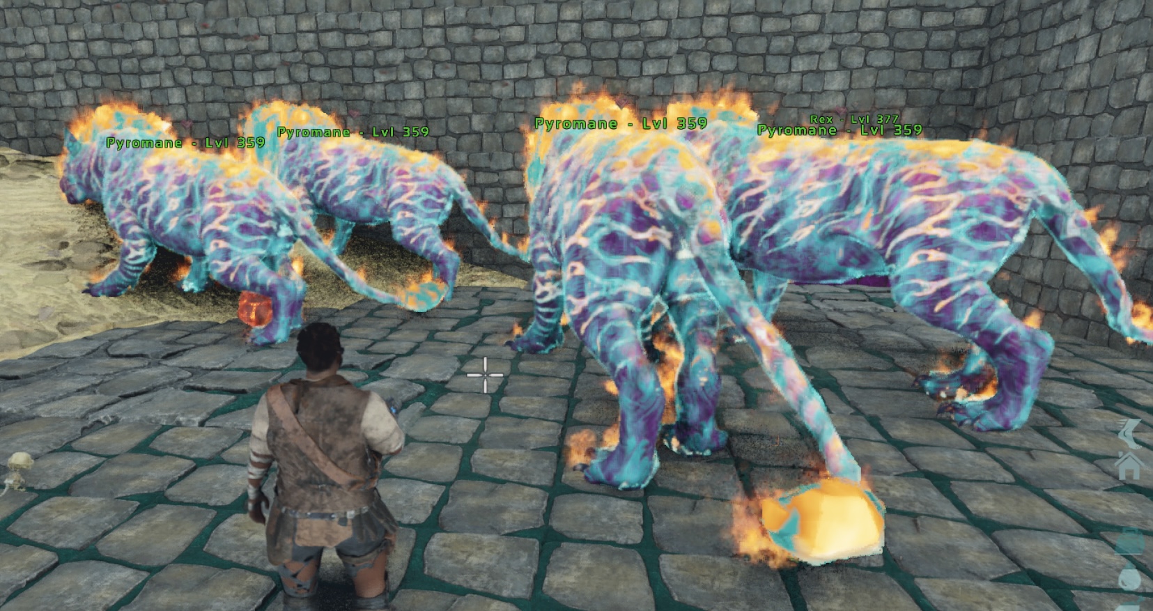 2 Pyromane Cotton Candy Breeding Pairs